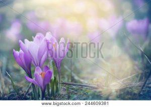 sample stock image with greens, yellows, and purples